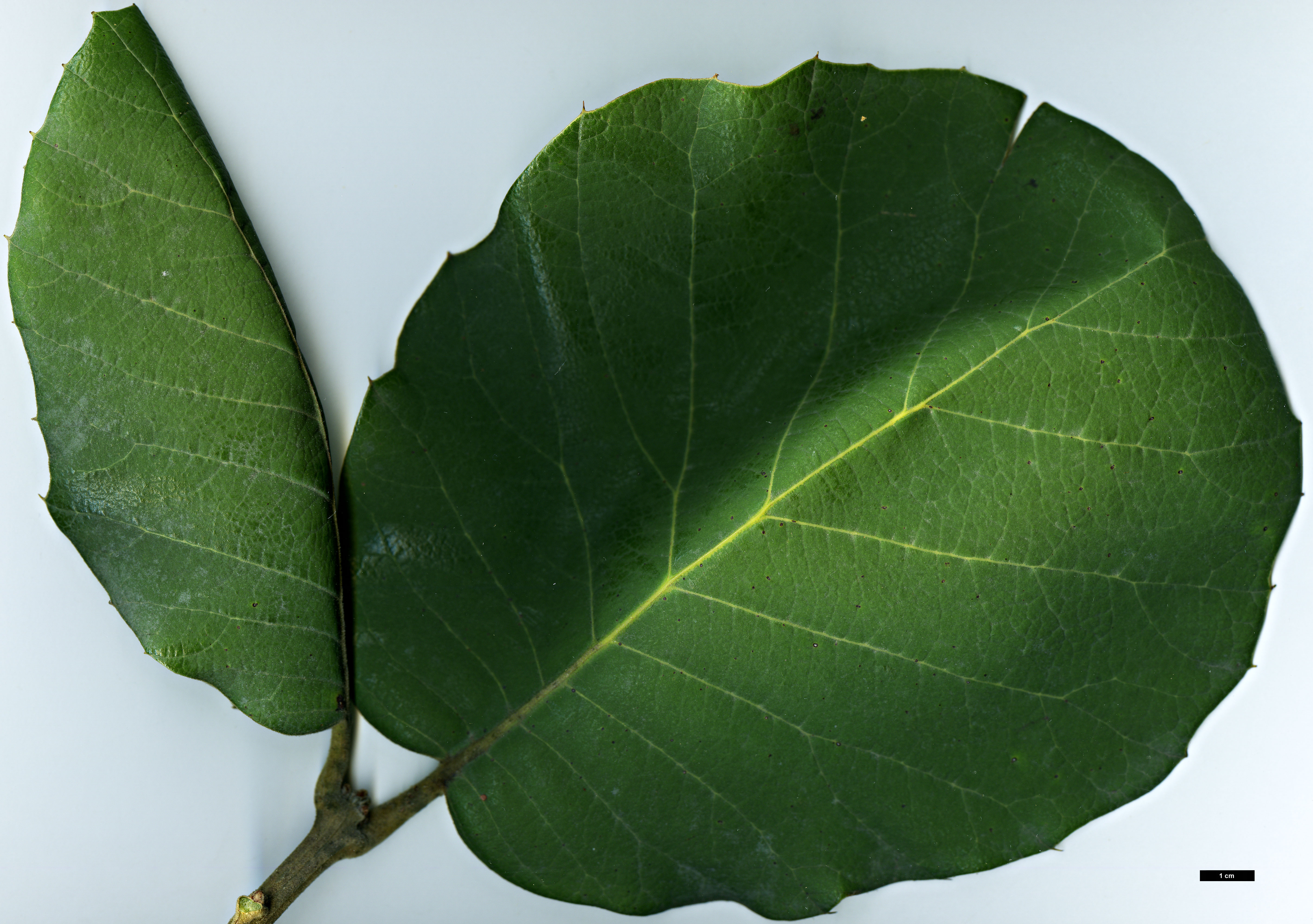 High resolution image: Family: Fagaceae - Genus: Quercus - Taxon: tarahumara